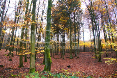 Mischwald im Herbst mit buntem Laub