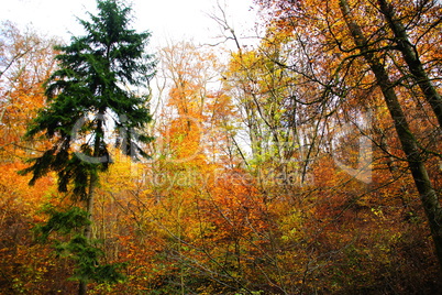 Mischwald mit farbigen Buchenblättern