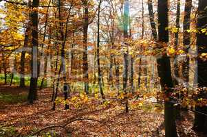 herbstlicher Buchenwald