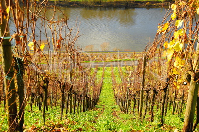 bunte Weingärten im Herbst