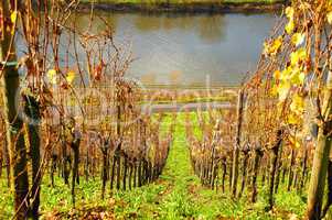 bunte Weingärten im Herbst
