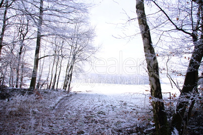 Winterwald mit verschneiter Wiese