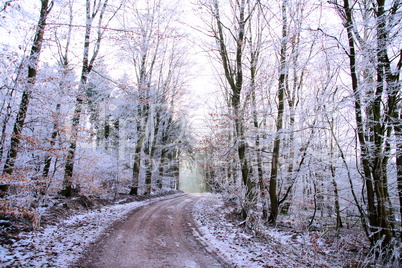 Winterwald