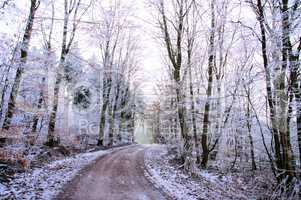 Winterwald