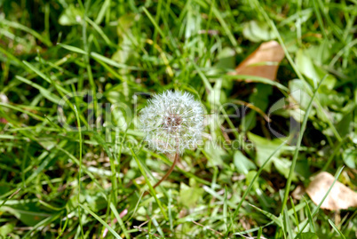 Anthodium of a dandelion.