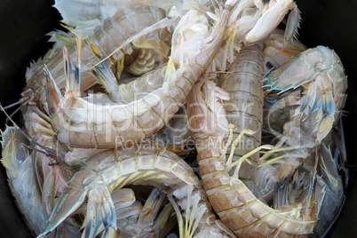 Mantis Shrimps close up shot in a pot