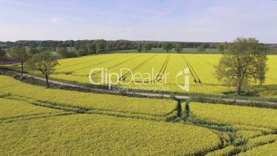 Canola Field Aerial View