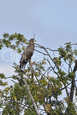 Seeadler