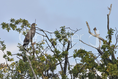 Seeadler