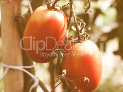 Retro looking Tomato