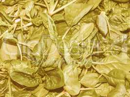 Retro looking Spinach leaves