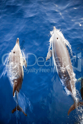 Two Dolphins From Above