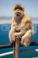 Gibraltar Monkey