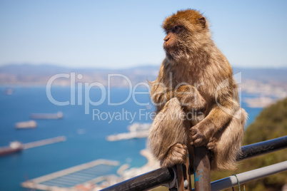Macaque Monkey on Gibraltar