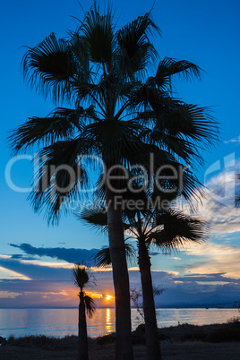 Palms at Sunset