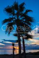Palms at Sunset