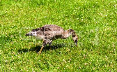 Single juvenile Canada Goose in green grass
