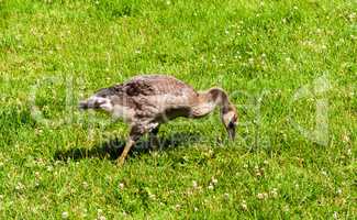 Single juvenile Canada Goose in green grass