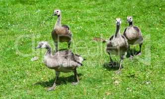Group of juvenile Canada Geese walking