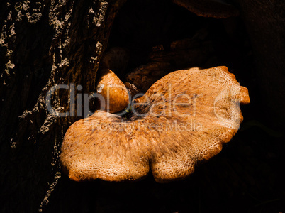 Mushroom in sunlight growing from dark tree