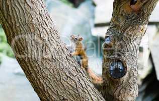 Squirrel on large angled tree branch