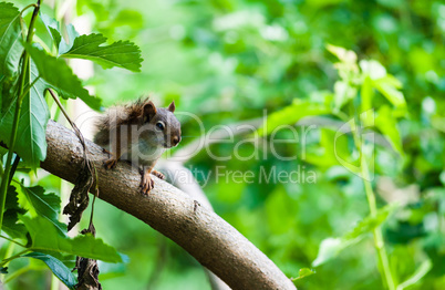 Squirrel on diagonal branch among green leaves