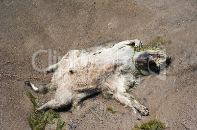 Dead raccoon corpse lying on back on wet beach