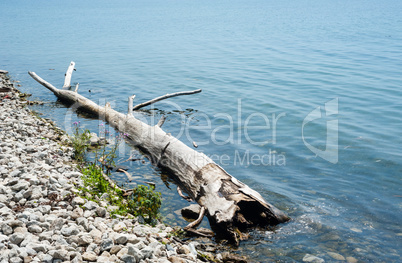 Large driftwood log at shallow rocky shore
