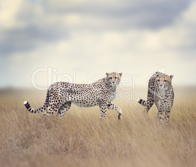 Two Cheetahs Walking