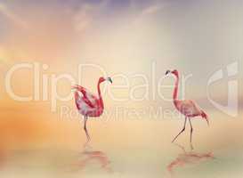Two Flamingoes at Sunset