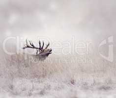 Elk in Winter