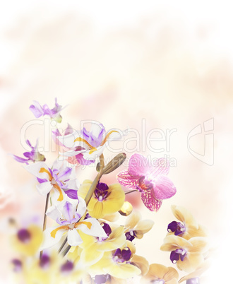 Orchid Flowers Background