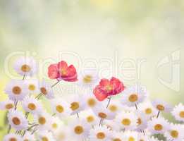 Daisy and Poppy Flowers