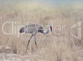 Sandhill Cranes Walking