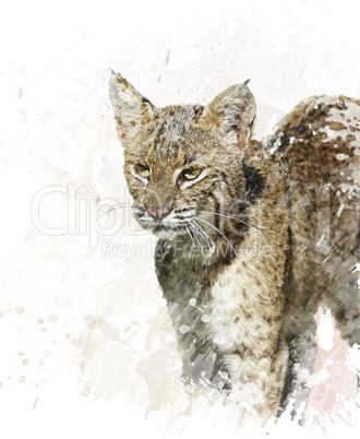Bobcat portrait watercolor