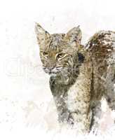 Bobcat portrait watercolor