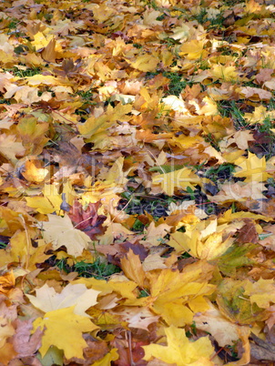 yellow maple carpet