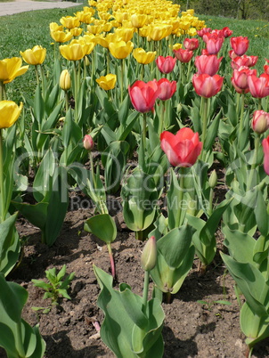 red and yellow tulip at spring