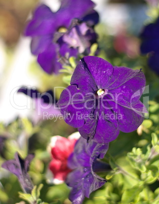 blue flower Campanula ad dry sunny day