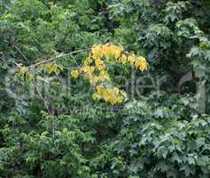 early yellow leafs on green