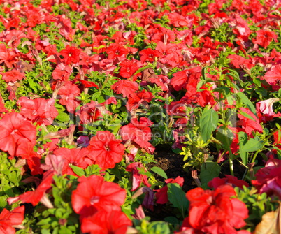 red little flowers