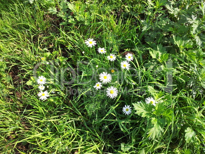 chamomile at dry sunny day