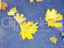 yellow maple carpet on asphalt