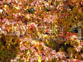 birch leafs at autumn