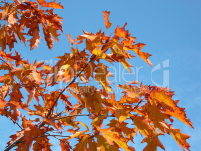 red maple at autumn