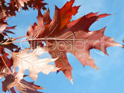 red maple at autumn