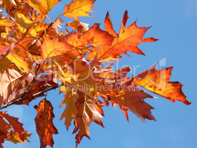 red maple at autumn