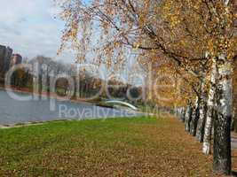 birch alley at autumn