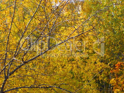 birch at autumn