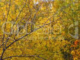 birch at autumn